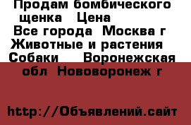 Продам бомбического щенка › Цена ­ 30 000 - Все города, Москва г. Животные и растения » Собаки   . Воронежская обл.,Нововоронеж г.